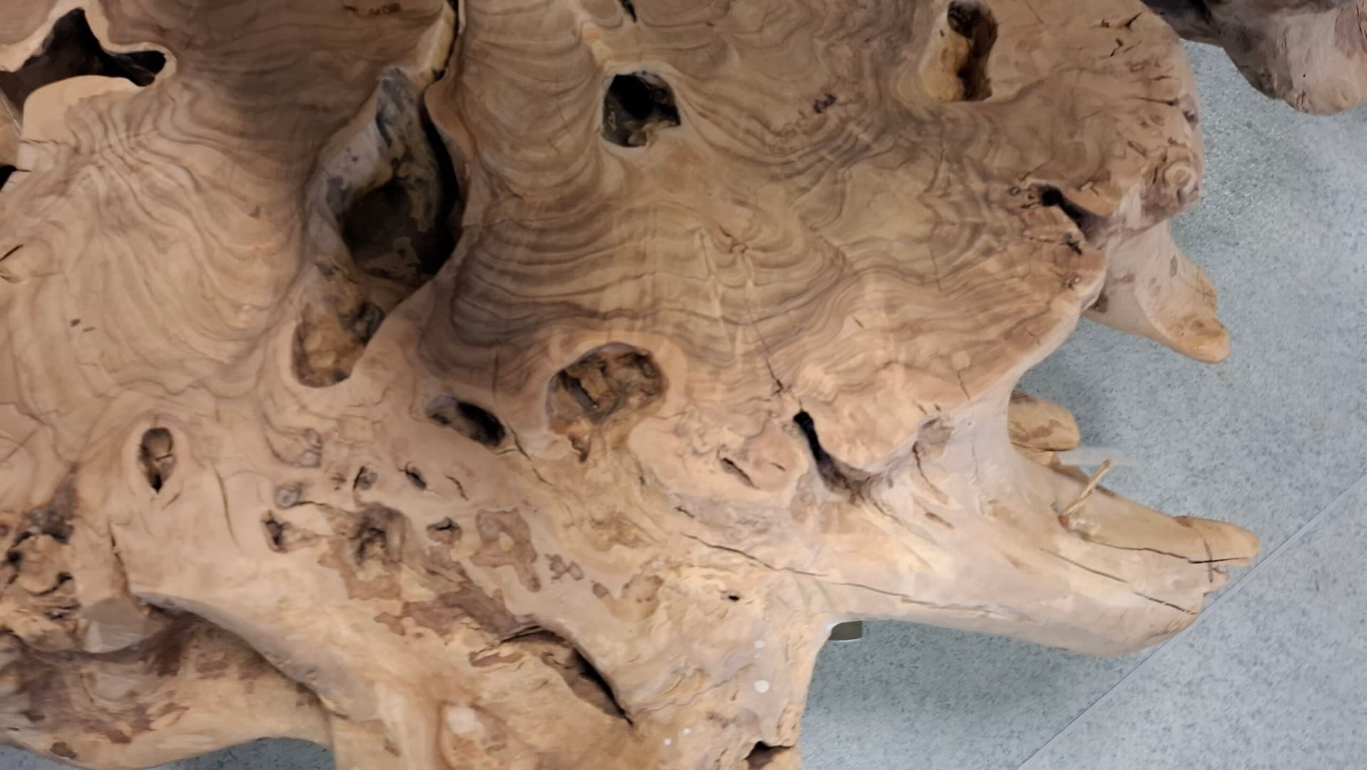 Baumkanten-Couchtisch aus Olivenholz mit Rollen